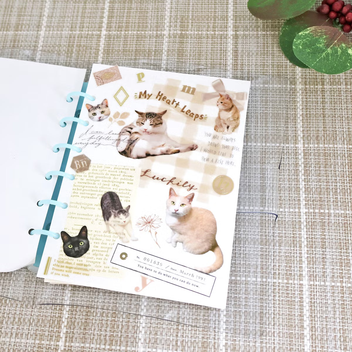 Photo Selection Stickers Cats