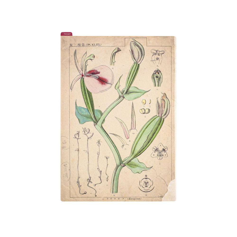 Hobonichi Tomitaro Makino: Pencil Board for A5 Size This pencil board features an illustration created by the botanist Tomitaro Makino. Makino is known for his detailed works of art. The Hobonichi pencil boards are designed to use underneath the page you are writing on to keep your writing experience even smoother.