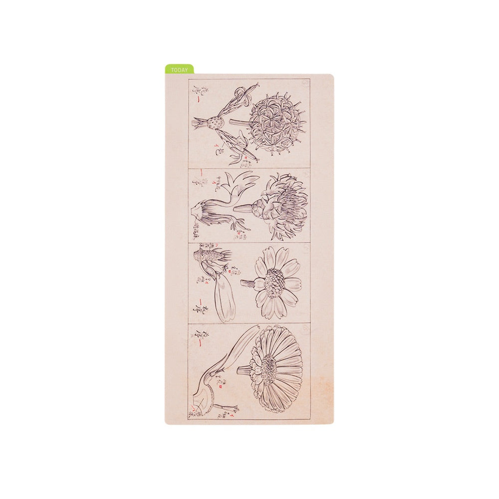 Hobonichi Pencil Board Weeks Tomitaro Makino This pencil board features an illustration created by the botanist Tomitaro Makino. Makino is known for his detailed works of art.