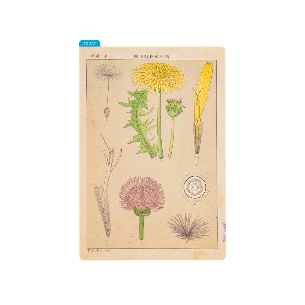 Hobonichi Pencil Board A6 Tomitaro Makino This pencil board features an illustration created by the botanist Tomitaro Makino. Makino is known for his detailed works of art.  The Hobonichi pencil boards are designed to use underneath the page you are writing on to keep your writing experience even smoother.