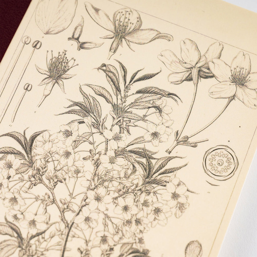 Hobonichi Plain Notebook A5 Tomitaro Makino : Yamazakura Notebook features an illustration of a Yamazakura cherry tree created by the botanist Tomitaro Makino in 1900. Makino is known for his detailed works of art. This notebook has Tomoe River paper, opens completely flat, and contains graph paper divided into 4 colors.
