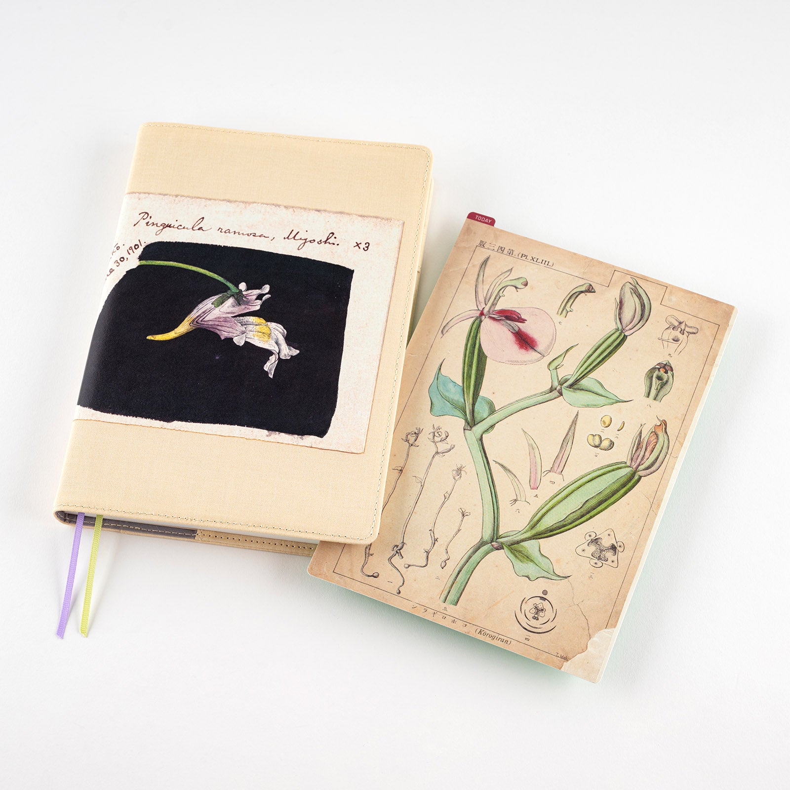 Hobonichi Tomitaro Makino: Pencil Board for A5 Size This pencil board features an illustration created by the botanist Tomitaro Makino. Makino is known for his detailed works of art.  The Hobonichi pencil boards are designed to use underneath the page you are writing on to keep your writing experience even smoother.