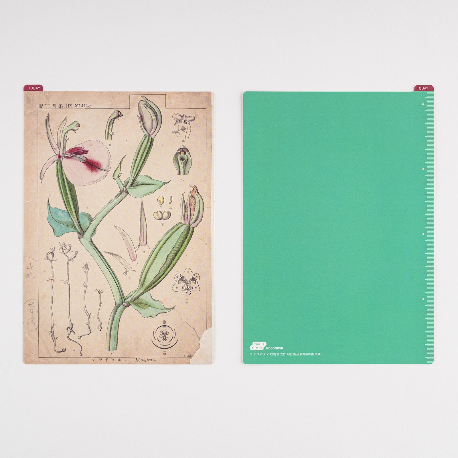 Hobonichi Tomitaro Makino: Pencil Board for A5 Size This pencil board features an illustration created by the botanist Tomitaro Makino. Makino is known for his detailed works of art.  The Hobonichi pencil boards are designed to use underneath the page you are writing on to keep your writing experience even smoother.