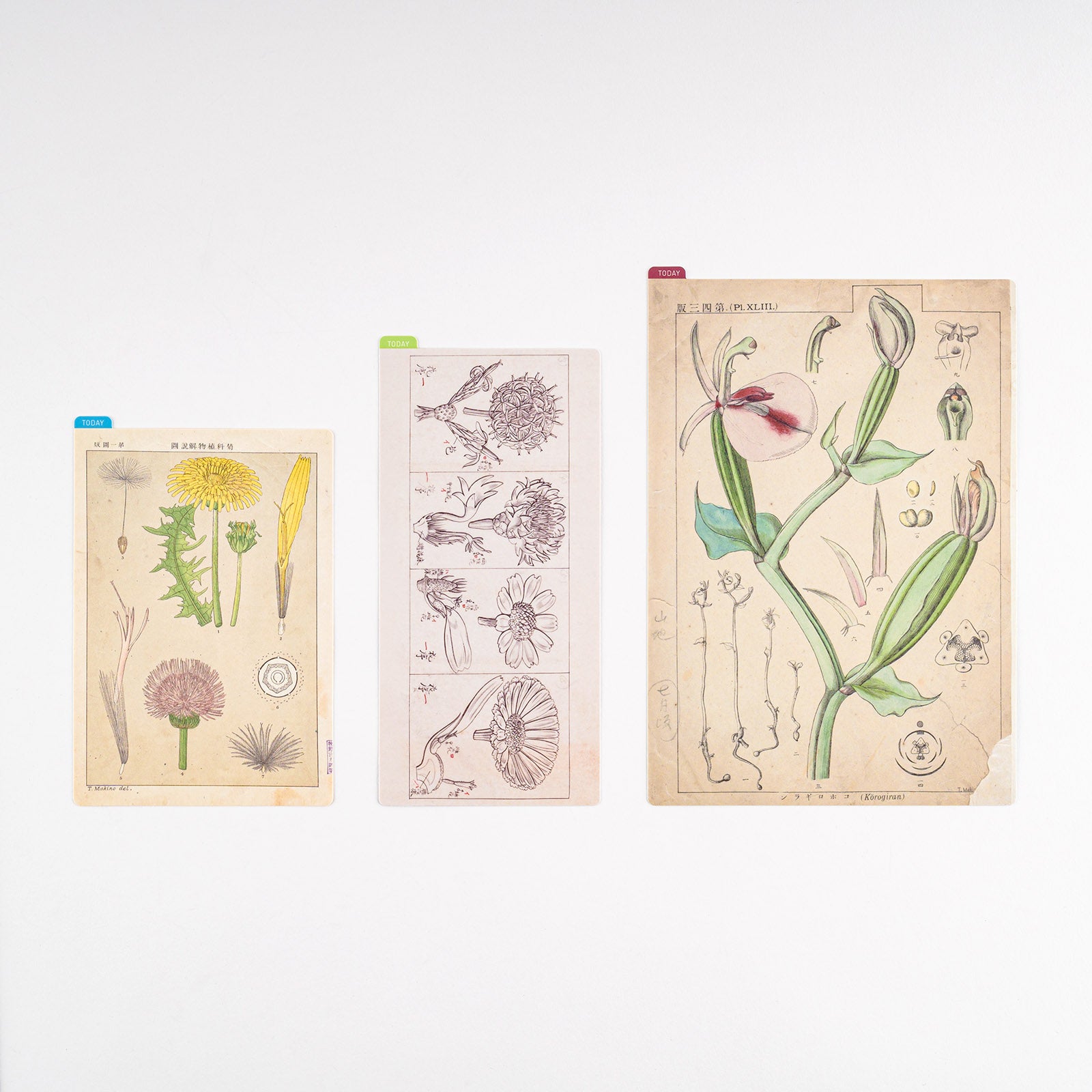 Hobonichi Tomitaro Makino: Pencil Board for A5 Size This pencil board features an illustration created by the botanist Tomitaro Makino. Makino is known for his detailed works of art.  The Hobonichi pencil boards are designed to use underneath the page you are writing on to keep your writing experience even smoother.