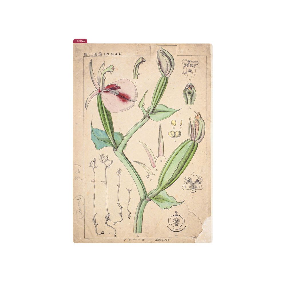 Hobonichi Tomitaro Makino: Pencil Board for A5 Size This pencil board features an illustration created by the botanist Tomitaro Makino. Makino is known for his detailed works of art.  The Hobonichi pencil boards are designed to use underneath the page you are writing on to keep your writing experience even smoother.