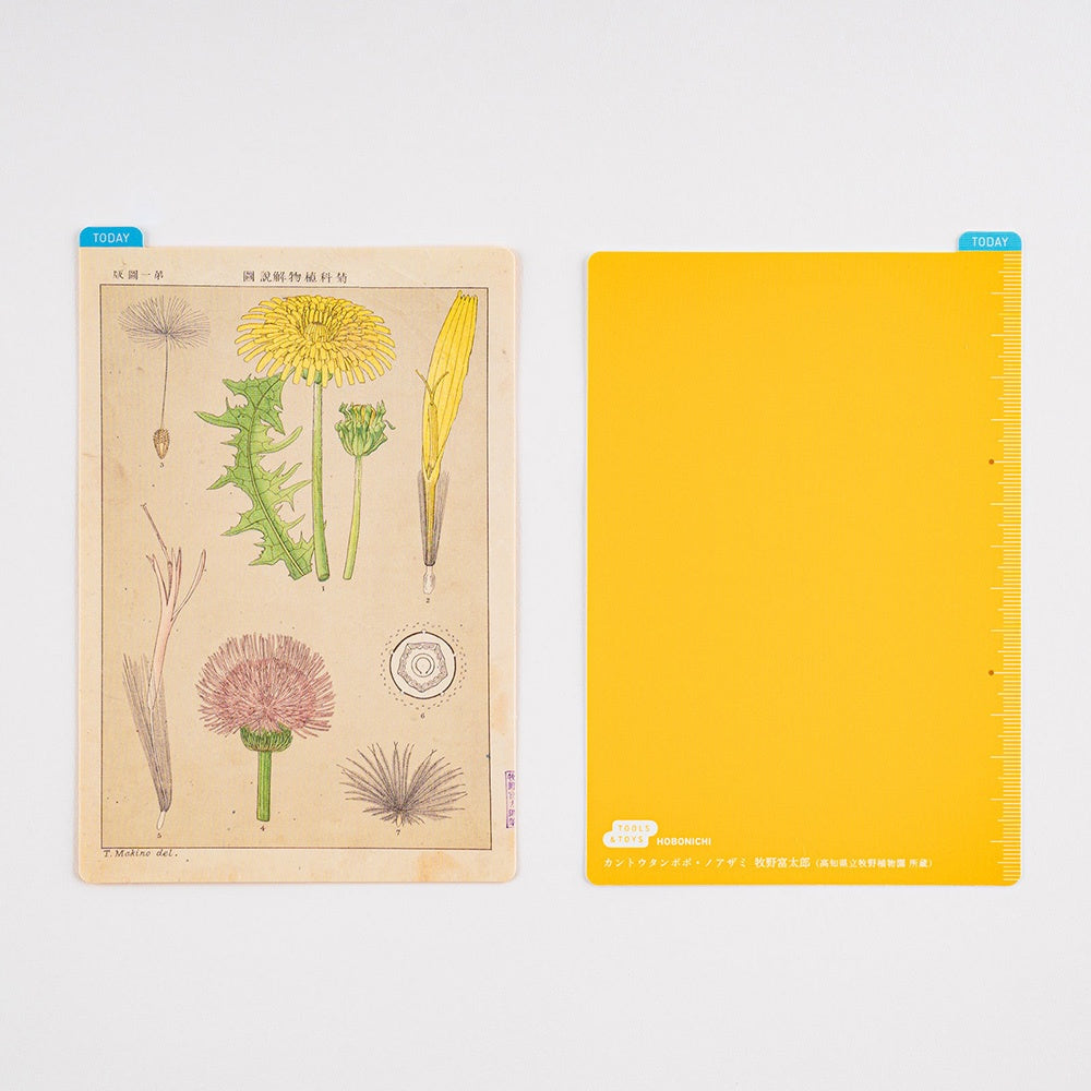 Hobonichi Pencil Board A6 Tomitaro Makino This pencil board features an illustration created by the botanist Tomitaro Makino. Makino is known for his detailed works of art.  The Hobonichi pencil boards are designed to use underneath the page you are writing on to keep your writing experience even smoother.