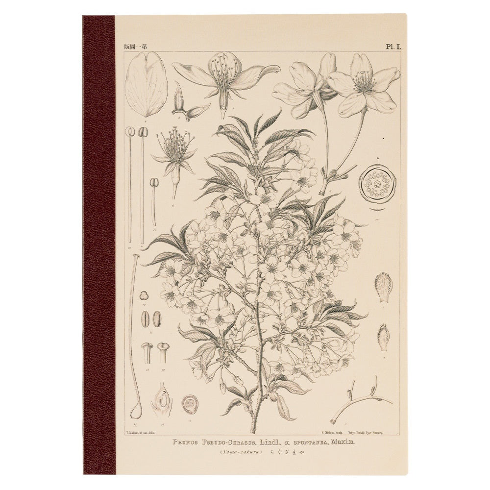 Hobonichi Plain Notebook A5 Tomitaro Makino : Yamazakura  Notebook features an illustration of a Yamazakura cherry tree created by the botanist Tomitaro Makino in 1900. Makino is known for his detailed works of art.  This notebook has Tomoe River paper, opens completely flat, and contains graph paper divided into 4 colors.