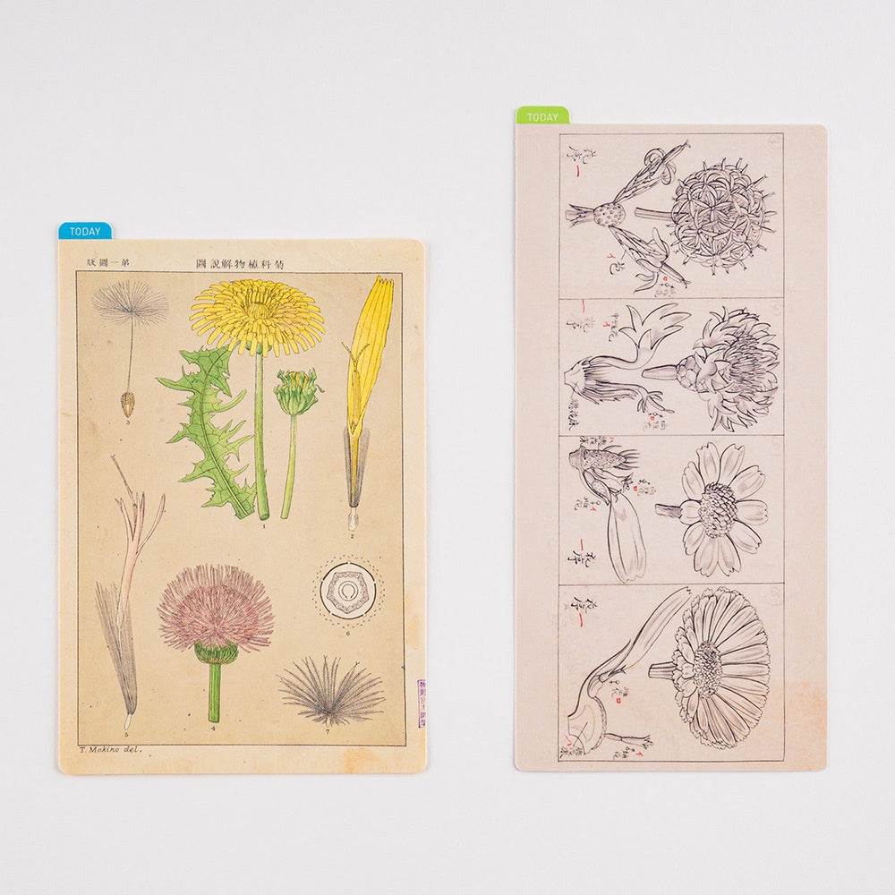 Hobonichi Pencil Board A6 Tomitaro Makino This pencil board features an illustration created by the botanist Tomitaro Makino. Makino is known for his detailed works of art.  The Hobonichi pencil boards are designed to use underneath the page you are writing on to keep your writing experience even smoother.